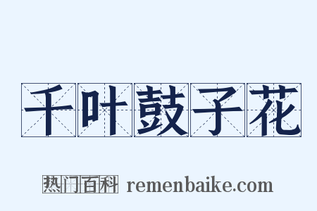 千叶鼓子花是什么意思的图片